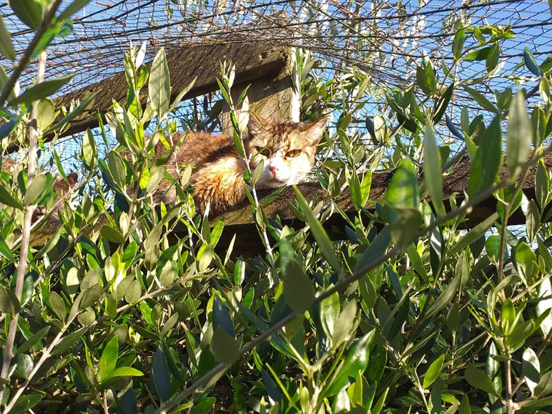 Cat in bush