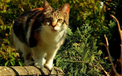 Two thirds of Australians support ban on roaming cats