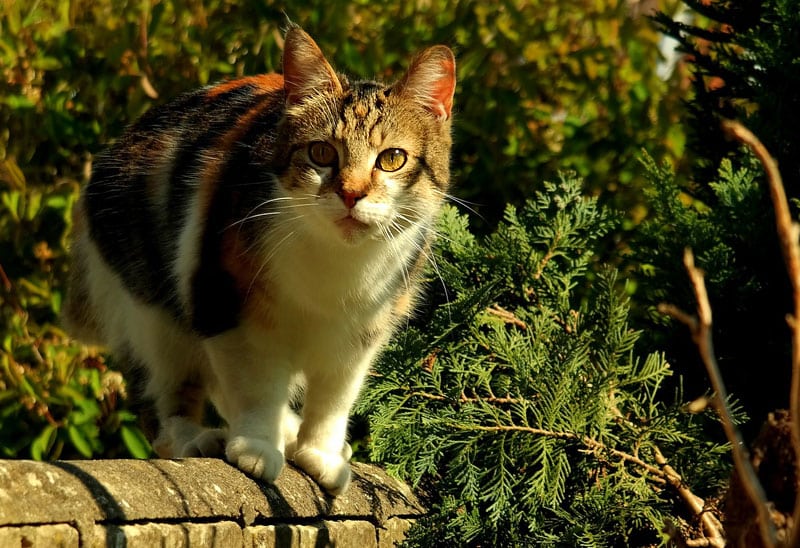Two thirds of Australians support ban on roaming cats