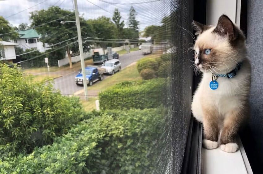 Cat with screened window