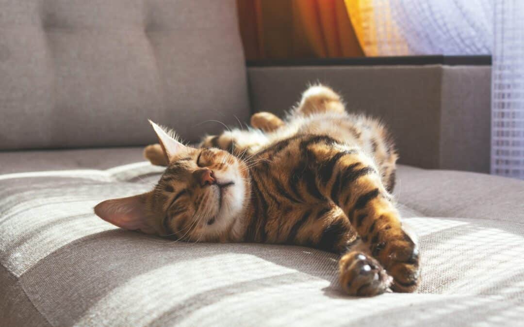 A comfy Bengal cat snoozing in the sun on a sofa