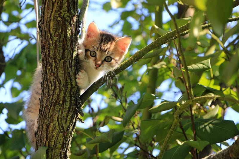 cat in garden kitten in tree