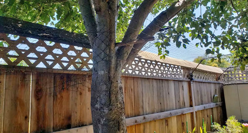 cat in garden Purrfect Fence standard height cat proofing system accommodating a tree near the fence