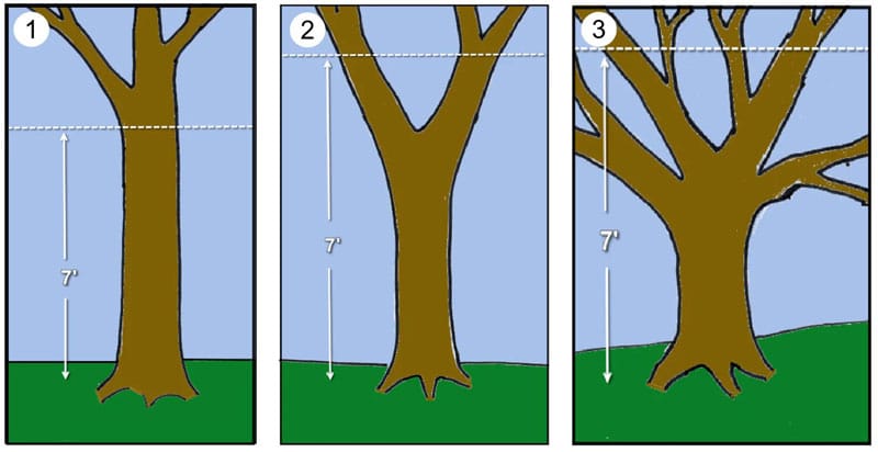 Types of tree structure