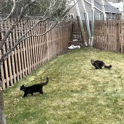 Tree banding to prevent cat climbing