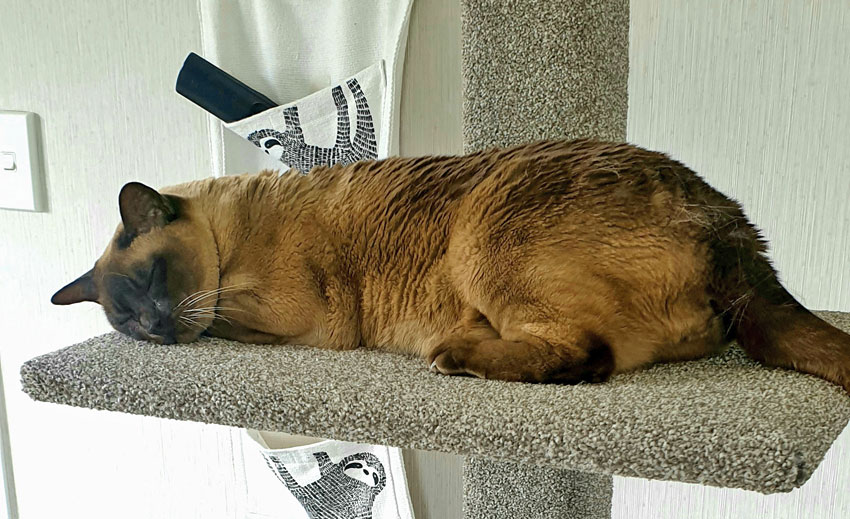 Cat on Big & Strong cat climbing post