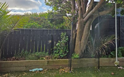 Cat fencing around a big tree