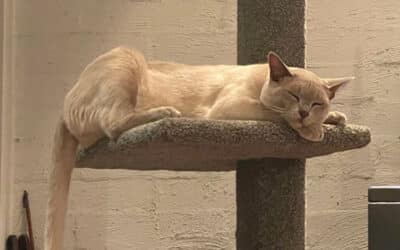 How many cat trees does your cat need?